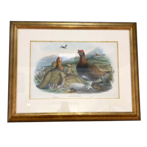 Antique Print of Grouse #30BF